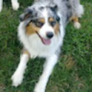 Meet your Posher, Dan